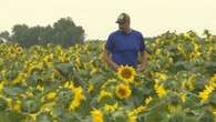 Haywood, Man. farmer offers sunflower selfies for a good cause