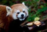 Geriatric red panda dies at Toronto Zoo months after giving birth to cubs