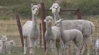 ‘A horror show’: Dog attack leaves three alpacas dead at Sask. farm