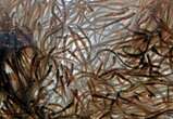 Federal fisheries proposal would slash commercial elver quota in 2025