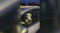 Car-honking dog in B.C. parking lot appears unamused to be left behind