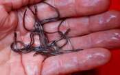 Ottawa scraps elver fishery quota redistribution plan after backlash