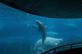 ‘It’s just terrible over there,’ Premier Doug Ford says of Marineland