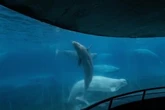 Marineland looking to sell amusement rides as Ontario park ‘evolves’