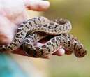 Saving snakes in Alberta more crucial than ever before