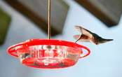 New study offers insight into hummingbirds’ hibernation-like rest