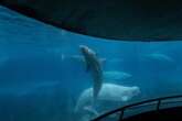 Ontario’s main party leaders pledge to help whales at Marineland