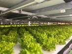 Okanagan-based lettuce growing operation sees sudden business boom