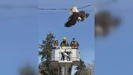 Fighting bald eagles rescued in Surrey, B.C. after caught in power line