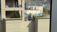 Goslings forced off Kelowna balcony by group of men sparks outrage