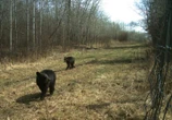 Did you know Elk Island National Park has black bears?
