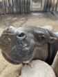Toronto Zoo’s Pygmy hippo expecting second baby