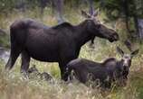 Moose hunting YouTube video ends with major fines for 2 Sask. men