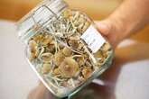 Quebec religion wants Health Canada’s blessing to use magic mushrooms in ceremonies