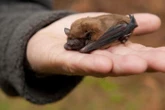 University of Saskatchewan researchers study bats to combat future pandemics