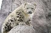 Torontonians get first chance to meet snow leopard cubs Zoya and Minu this weekend