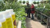 Home gardening sees surge in popularity