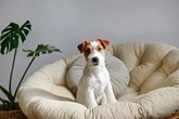 ‘Time is critical’: Ontario charity warning about deadly outbreak impacting dogs