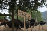 Protesters opposed to agency-ordered cull at ostrich farm prepare for long-term stay