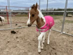 Horse with cognitive disorder defies odds thanks to generosity of strangers
