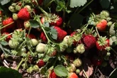 ‘A very anxious time’: What a chilly May means for Ontario’s berry season