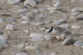 Environmental lawyers tell courtroom Ottawa’s protections for piping plovers flawed