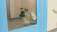 Regina Humane Society seeing consistent high number of dogs