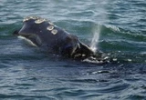 Search continues in the St. Lawrence River for entangled North Atlantic right whale
