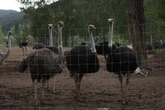 Robert F. Kennedy Jr. asks CFIA to reconsider ostrich cull at B.C. farm