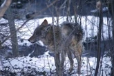 Toronto euthanizes 2 coyotes after attacks reported in Fort York and Liberty Village