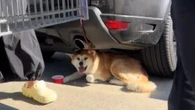 Viral video shows dog owners fined for leaving pup in the sun in Costco parking lot