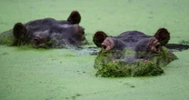 Colombians are divided over the fate of hippos linked to Pablo Escobar