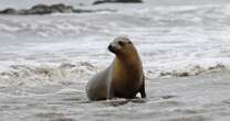 Malibu beachgoers warned to avoid sick sea lions after more than a dozen reported in distress