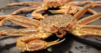 In search of 10 billion missing snow crabs, scientists eye marine heat waves
