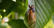 'Bourbon brood' cicadas start emerging in Kentucky after 17-year slumber