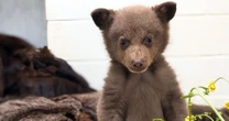 San Diego Humane Society employees dress up in bear costumes to care for cub