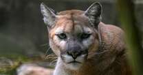 Mountain lion attacks 4-year-old boy at California state park