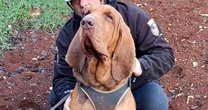 Italy outraged at killing of heroic police bloodhound, found dead after eating food laced with nails