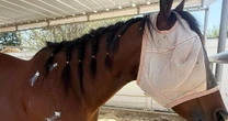 Teen rider accused of stabbing 3 horses at Las Vegas race was ‘stalker,’ injured horse’s owner says