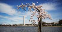 'Stumpy,' a beloved Japanese cherry tree, makes its last bloom in Washington