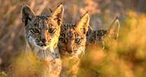 The Iberian lynx is back from the brink of extinction, thanks to conservation efforts