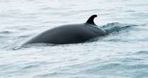 Researchers capture baleen whales for the first time to study their hearing