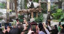 Hong Kong hopes to bring back visitors with growing panda population