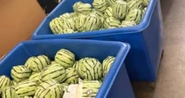 $5 million worth of meth disguised as watermelons found at California customs checkpoint