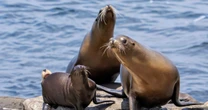 Federal officials investigating after video appears to show man kicking a sea lion on a California beach