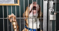 Animal shelters are crowded as high costs squeeze pet owners
