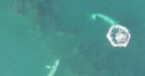 Drone footage of gray whales offers new insight into how they eat