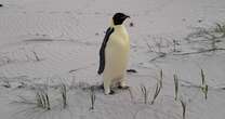 Emperor penguin found malnourished and far from home on Australian tourist beach is now recovering