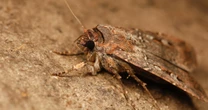 How do these moths fly 600 miles to a particular series of mountain caves? Scientists think they follow the stars