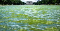 Trump wanted the Reflecting Pool to be ‘American flag blue.’ Algae is turning it green.